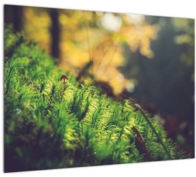 Tablou - Ciupercă și muschi (70x50 cm)