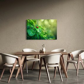 Tablou - Buburuza (90x60 cm)