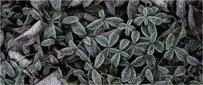 Tablou - Plante înghețate (120x50 cm)