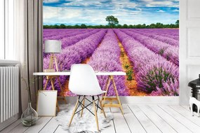 Fototapet - Cămpuri cu lavanda (254x184 cm)