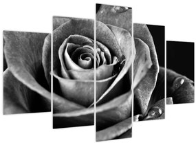 Tablou - Trandafir,alb-negru (150x105 cm)