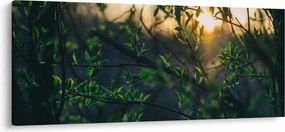 Tablou - Soarele strălucind printre crengile copacilor (120x50 cm)