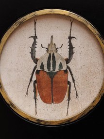 Set 2 tablouri cu insecte, cu rama din lemn, Beetles