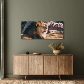 Tablou cu leul dormind (120x50 cm)