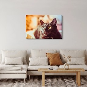 Tablou pisica neagră (90x60 cm)