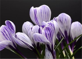 Tablou pe sticlă - Crocus violet (70x50 cm)