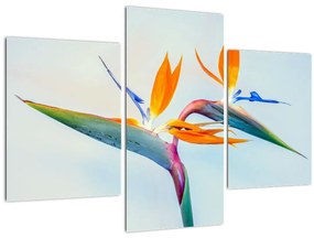 Tablou cu floarea Strelicie (90x60 cm)