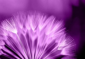 Fototapet - Flori (152,5x104 cm)