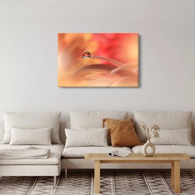 Tablou picăturii de rouă pe floare (90x60 cm)