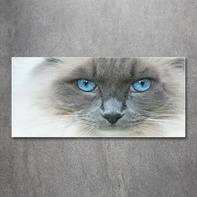 Tablou pe sticlă acrilică Cat ochi albaștri