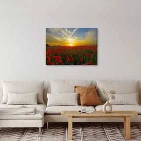 Tablou cu câmp cu maci (70x50 cm)