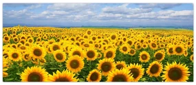 Tablou cu lan de floarea soarelui (120x50 cm)