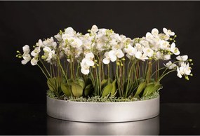 Aranjament floral mediu design LUX BIG PHALEANOPSIS DISK