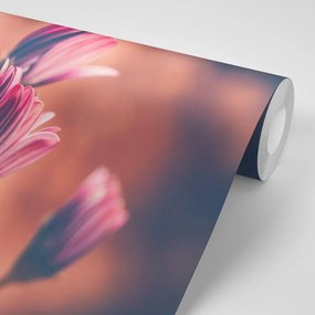 Fototapet autoadeziv flori roz delicate