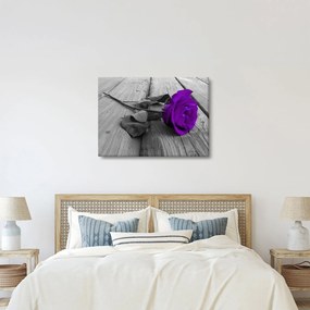 Tablou - Trandafir violet cu tulpina verde (70x50 cm)