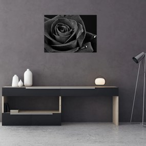 Tablou pe sticlă - Trandafir roșu aprins (70x50 cm)