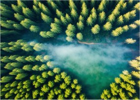 Tablou pe sticlă - O pădure învăluită în ceață (70x50 cm)