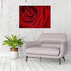 Tablou pe sticlă - detaliu de trandafir (70x50 cm)