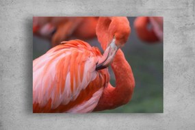 Tablouri Canvas Animale - Flamingo roz salbatic