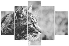 Tablou - Pisica (150x105 cm)
