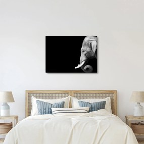 Tablou - Elefant (70x50 cm)