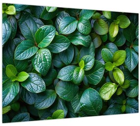 Tablou - Plante verzi (70x50 cm)