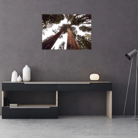 Tablou pe sticlă - Privire prin vârfurile copacilor (70x50 cm)