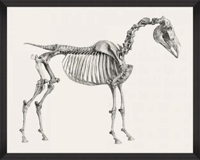 Tablou Framed Art Horse Anatomy