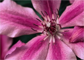 Tablou pe sticlă cu floarea roz de clematis (70x50 cm)