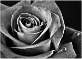 Tablou - Trandafir,alb-negru (70x50 cm)