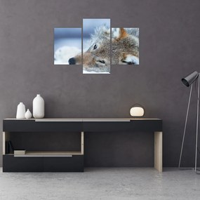 Tablou - Lup (90x60 cm)