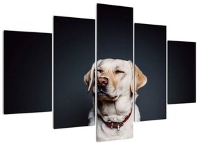 Tablou cu labrador (150x105 cm)