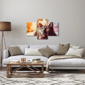Tablou pisica neagră (90x60 cm)
