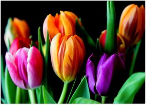 Tablou -Lalele pe fond negru (70x50 cm)