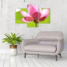 Tablou cu flori de lotus (90x60 cm)