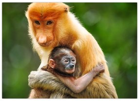 Tablou cu maimuțe (70x50 cm)