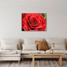 Tablou - Flori de trandafir (70x50 cm)