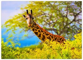 Tablou pe sticlă - Girafa în Africa (70x50 cm)