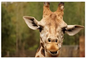 Tablou girafe (90x60 cm)