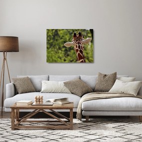 Tablou pe sticlă cu girafă din spate (70x50 cm)