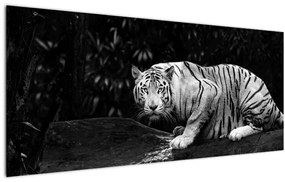 Tablou - Tigru alb, alb-negru (120x50 cm)