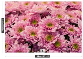 Fototapet roz Crizanteme