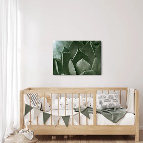 Tablou - Agave verde (70x50 cm)