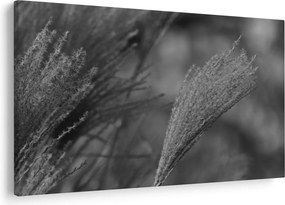 Tablou - Iarbă de pampas uscată (90x60 cm)