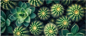 Tablou - Cactuși (120x50 cm)