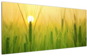 Tablou - Câmp cu cereale (120x50 cm)