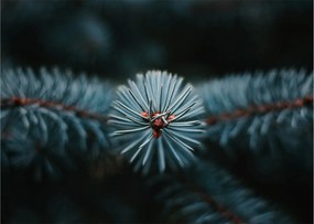 Tablou -Crenguțe ale unui conifer (70x50 cm)