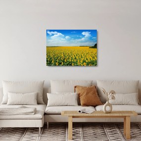 Tablou pe sticlă - câmp cu floarea soarelui (70x50 cm)