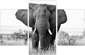 Tablou - Elefantul african II. (90x60 cm)