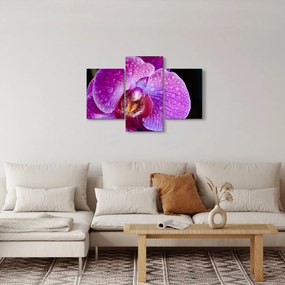 Tablou detailat cu floare de orhidee (90x60 cm)